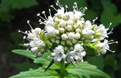 خواص درمانی سنبل الطیب اطلس گیاهان دارویی حرمل عکس گل سنبل الطیب